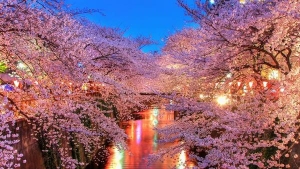 hanami1_full_landscape